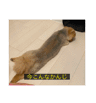 kota(字幕ver.)（個別スタンプ：29）