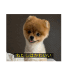 kota(字幕ver.)（個別スタンプ：30）