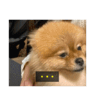 kota(字幕ver.)（個別スタンプ：31）