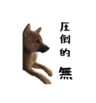 ここ＆こはく2（個別スタンプ：3）