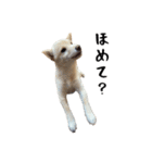 ここ＆こはく2（個別スタンプ：4）