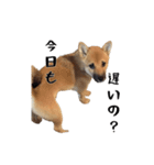 ここ＆こはく2（個別スタンプ：8）