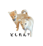 ここ＆こはく2（個別スタンプ：15）