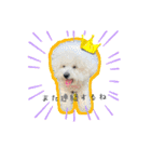 mybabyx4（個別スタンプ：13）