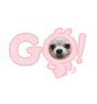 U^ェ^UワンワンU^ェ^U（個別スタンプ：1）