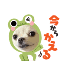 U^ェ^UワンワンU^ェ^U（個別スタンプ：3）