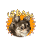 U^ェ^UワンワンU^ェ^U（個別スタンプ：5）