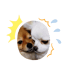 U^ェ^UワンワンU^ェ^U（個別スタンプ：8）