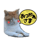 ぶうにゃんのスタンプ（個別スタンプ：1）