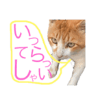 ぶうにゃんのスタンプ（個別スタンプ：5）