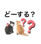 ぶうにゃんのスタンプ（個別スタンプ：8）
