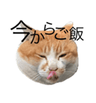 ぶうにゃんのスタンプ（個別スタンプ：13）