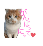 ぶうにゃんのスタンプ（個別スタンプ：15）