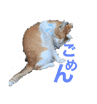 ぶうにゃんのスタンプ（個別スタンプ：23）