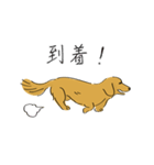 日常で使えるダックスさん2（個別スタンプ：21）