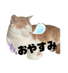 うにもこスタンプ！（個別スタンプ：3）