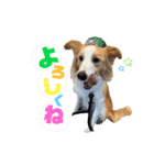 ボーダーコリー『ルカ』（個別スタンプ：4）