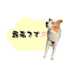 ボーダーコリー『ルカ』（個別スタンプ：5）