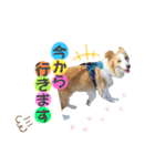 ボーダーコリー『ルカ』（個別スタンプ：7）
