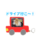 ボーダーコリー『ルカ』（個別スタンプ：8）