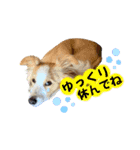ボーダーコリー『ルカ』（個別スタンプ：13）