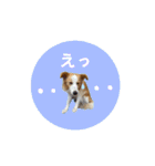 ボーダーコリー『ルカ』（個別スタンプ：14）