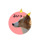 ボーダーコリー『ルカ』（個別スタンプ：15）