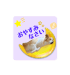 ボーダーコリー『ルカ』（個別スタンプ：16）