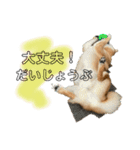 柴犬 ぽん太 ちゃんと聞いてるよ（個別スタンプ：4）