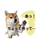 柴犬 ぽん太 ちゃんと聞いてるよ（個別スタンプ：6）