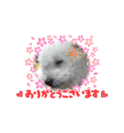 もこもこくんno.1（個別スタンプ：19）