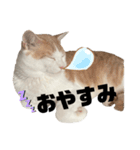 うにもこスタンプ（個別スタンプ：3）