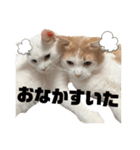 うにもこスタンプ（個別スタンプ：9）
