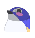 まんまるルリビタキ（個別スタンプ：4）