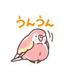 アキクサインコLINEスタンプ（個別スタンプ：6）