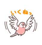 アキクサインコLINEスタンプ（個別スタンプ：17）