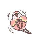 アキクサインコLINEスタンプ（個別スタンプ：29）