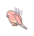 アキクサインコLINEスタンプ（個別スタンプ：34）