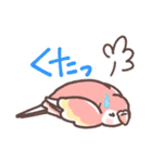 アキクサインコLINEスタンプ（個別スタンプ：40）