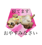 よく使う言葉 チワワ編（個別スタンプ：3）