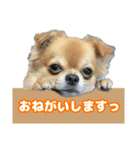 よく使う言葉 チワワ編（個別スタンプ：5）