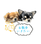 よく使う言葉 チワワ編（個別スタンプ：7）