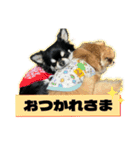 よく使う言葉 チワワ編（個別スタンプ：11）