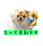 よく使う言葉 チワワ編（個別スタンプ：12）