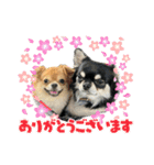 よく使う言葉 チワワ編（個別スタンプ：14）