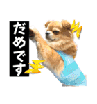 よく使う言葉 チワワ編（個別スタンプ：15）