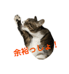 Kotetuくん7（個別スタンプ：8）