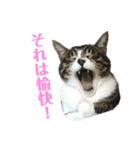 Kotetuくん7（個別スタンプ：11）