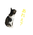 Kotetuくん7（個別スタンプ：19）