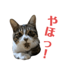 Kotetuくん7（個別スタンプ：20）